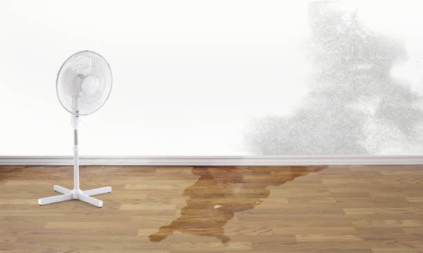 Best Mold removal after water damage  in Interlachen, FL